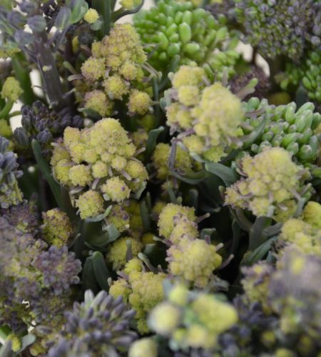 Alan Foods sprouting broccoli