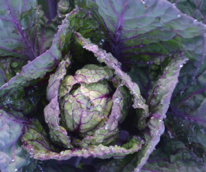 Cabbage