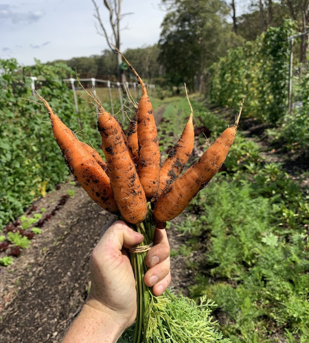 Alan Foods Carrots