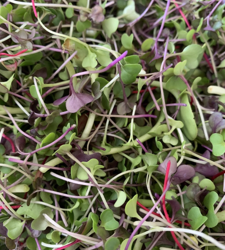 alan foods microgreens