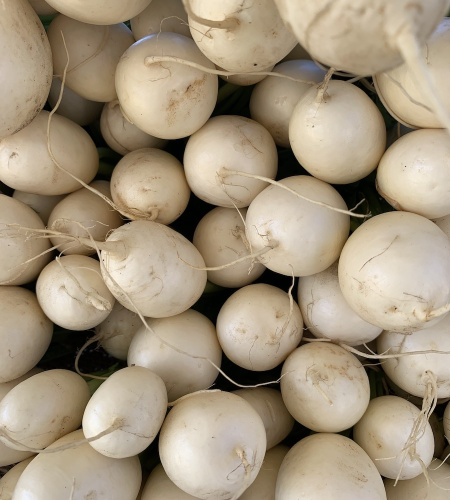 Salad Turnip