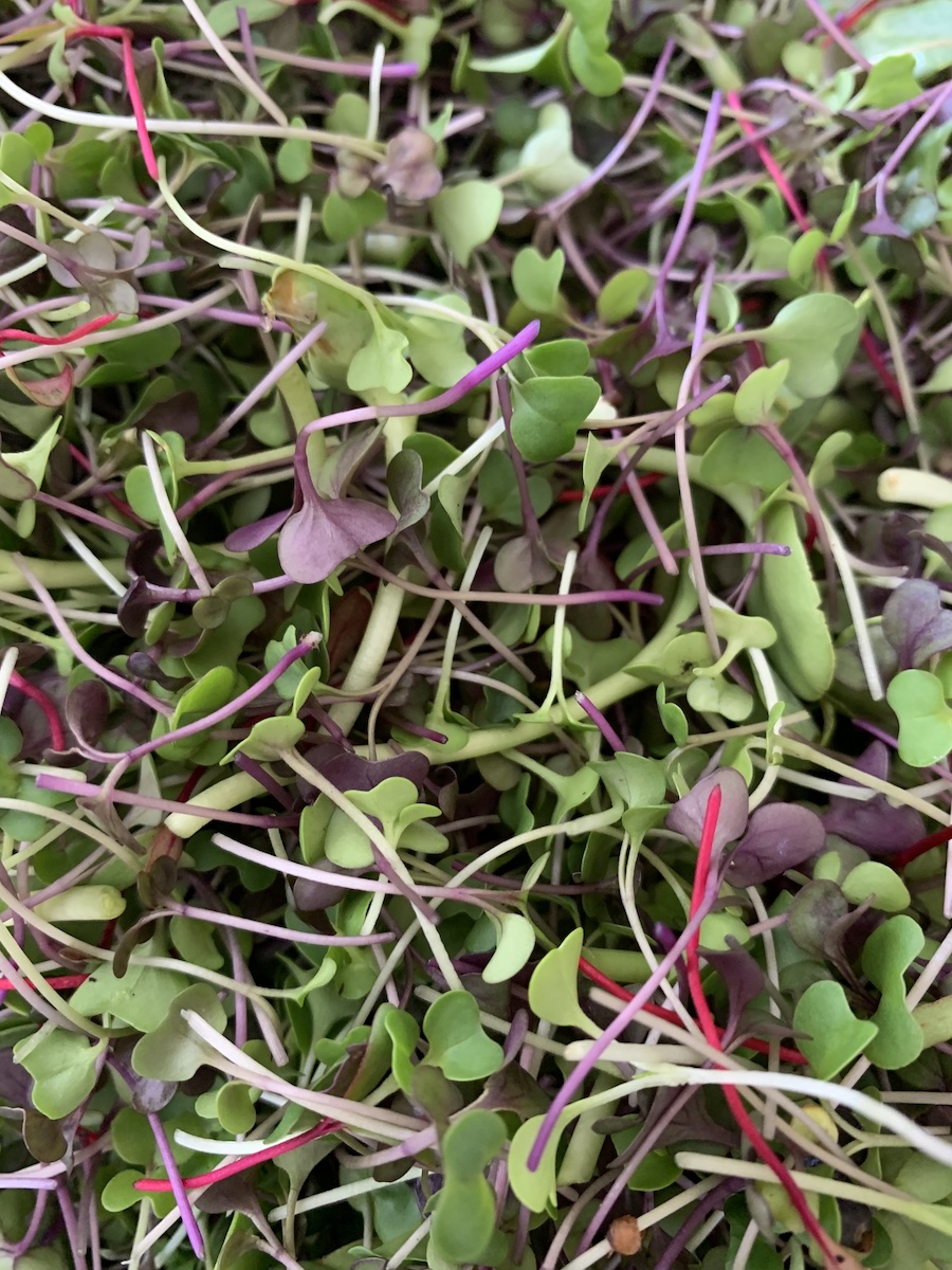 alan foods microgreens